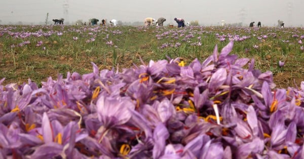 epa05007111 Kashmiri villagers pick saffron flowers from a saffron field in Pampore, some 25 kms south of Srinagar, the summer capital of Indian Kashmir, 02 November 2015. Pampore is famous for its high quality saffron. Kashmir is the only place in India, and one of the few places in the world, where the world's most expensive spice grows.  EPA/FAROOQ KHAN